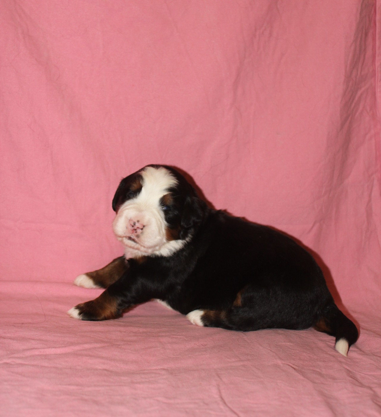 De L'harmonie Du Bonheur - Bouvier Bernois - Portée née le 28/03/2026