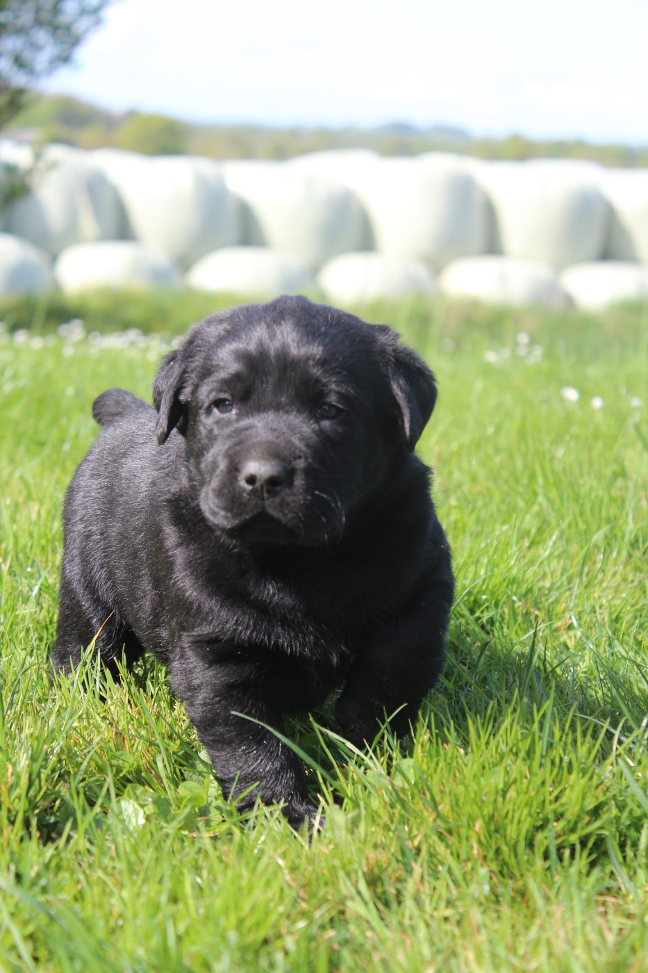 De L'harmonie Du Bonheur - Chiots disponibles - Labrador Retriever