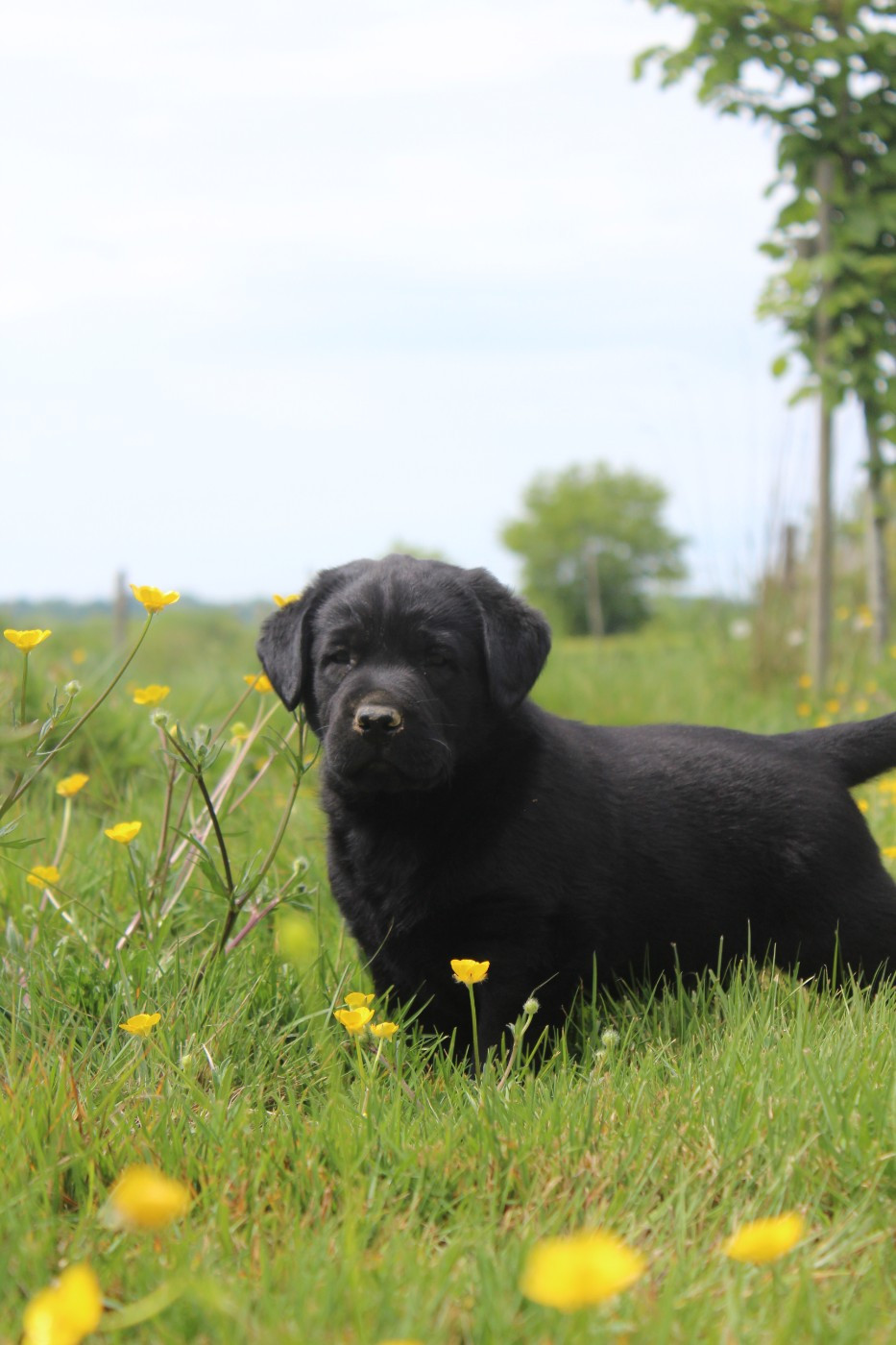 De L'harmonie Du Bonheur - Chiots disponibles - Labrador Retriever