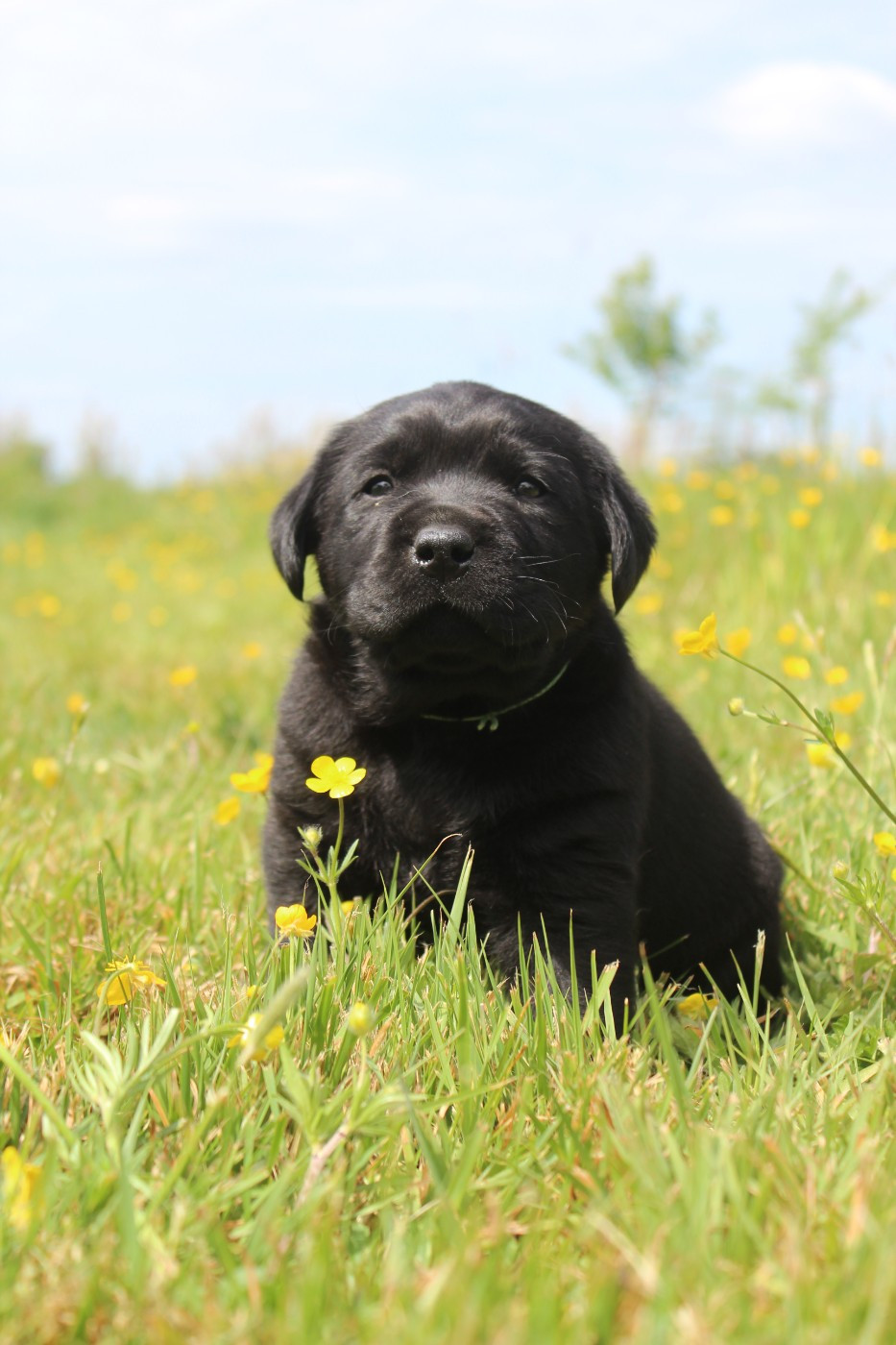 De L'harmonie Du Bonheur - Chiots disponibles - Labrador Retriever