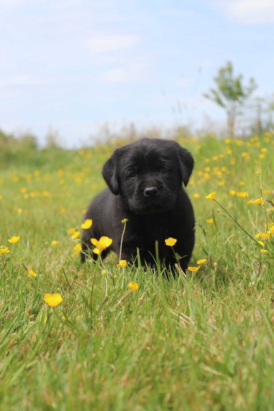 De L'harmonie Du Bonheur - Chiots disponibles - Labrador Retriever