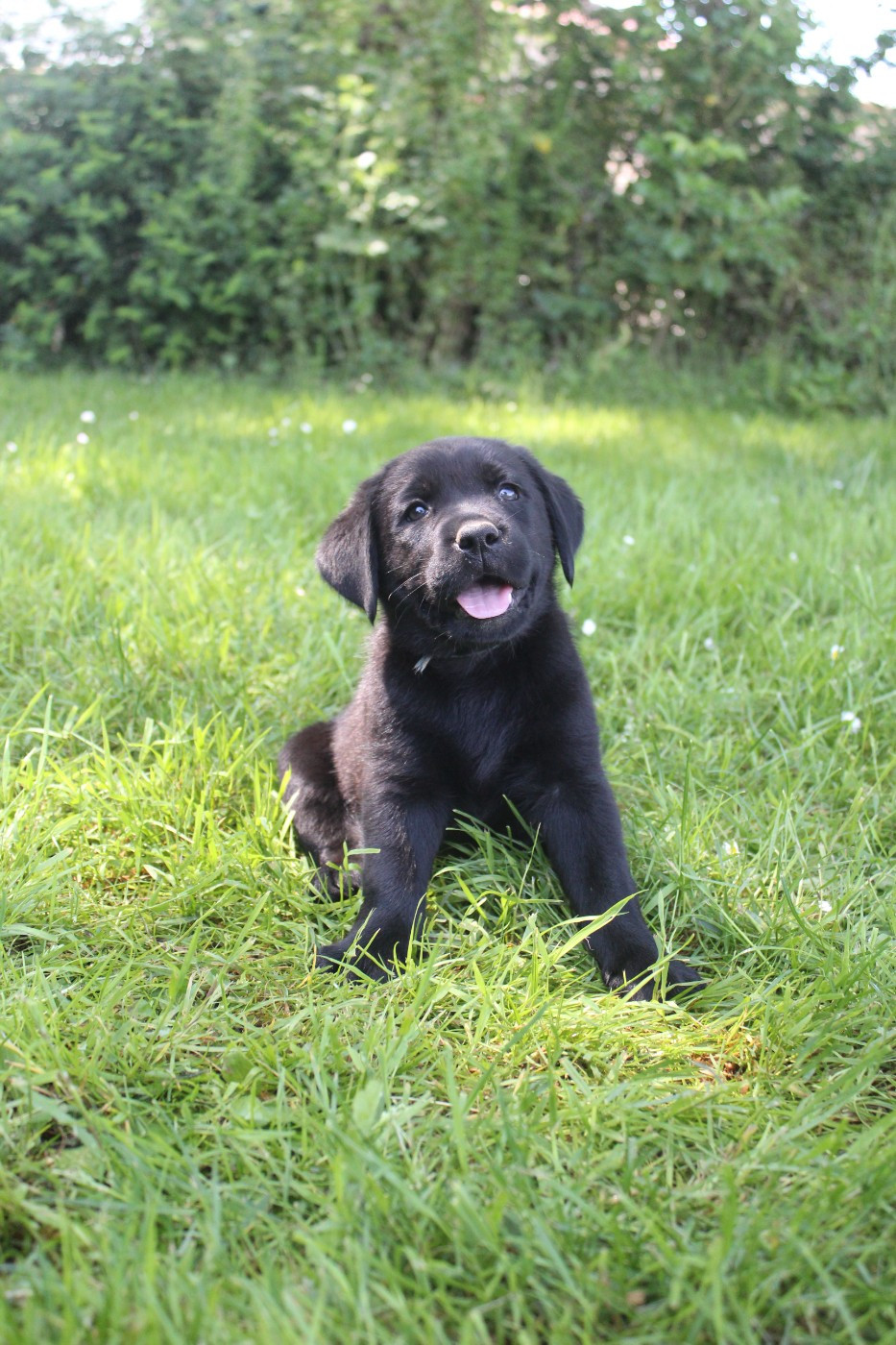 De L'harmonie Du Bonheur - Chiots disponibles - Labrador Retriever