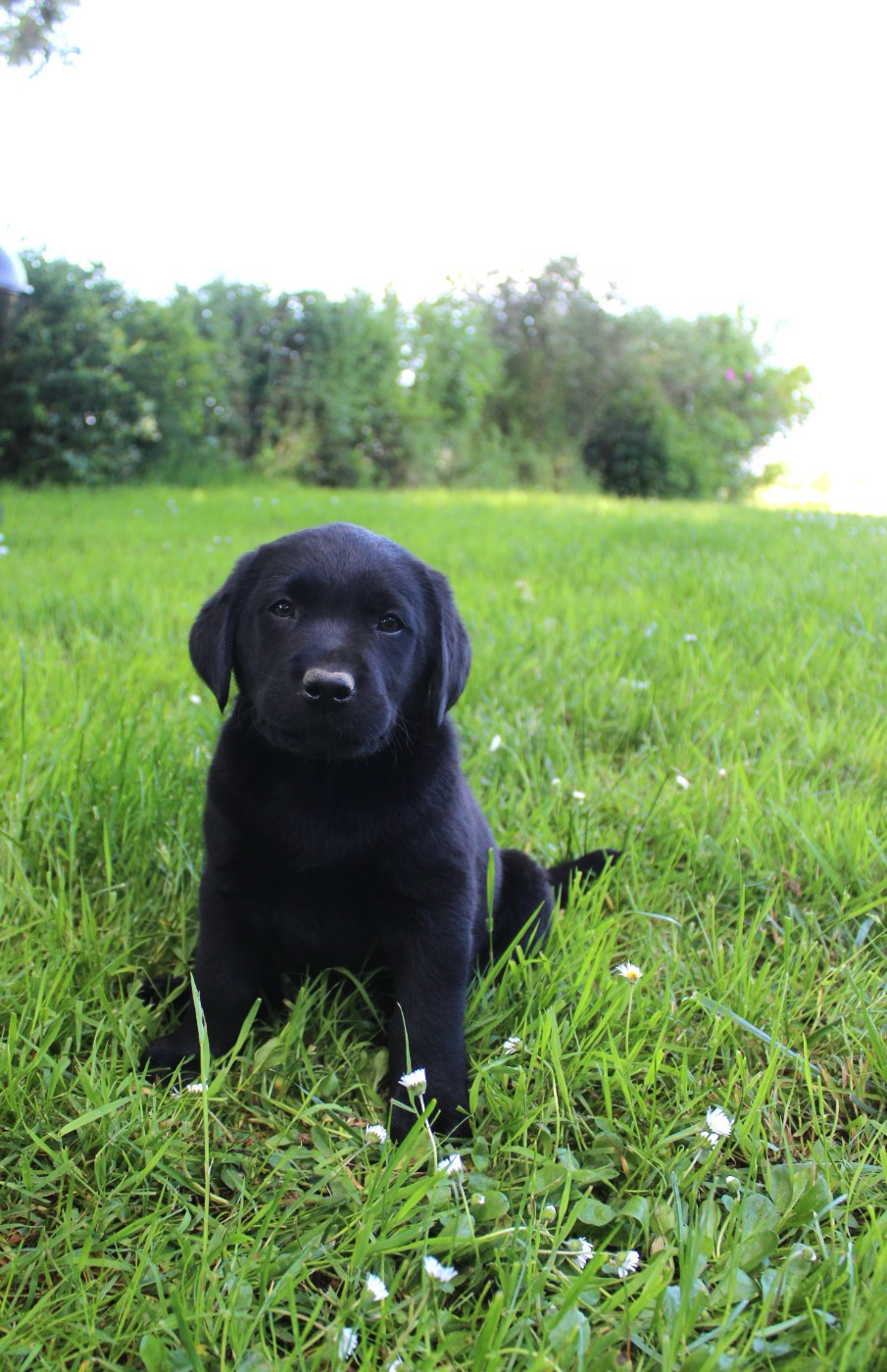 De L'harmonie Du Bonheur - Labrador Retriever - Portée née le 22/03/2026