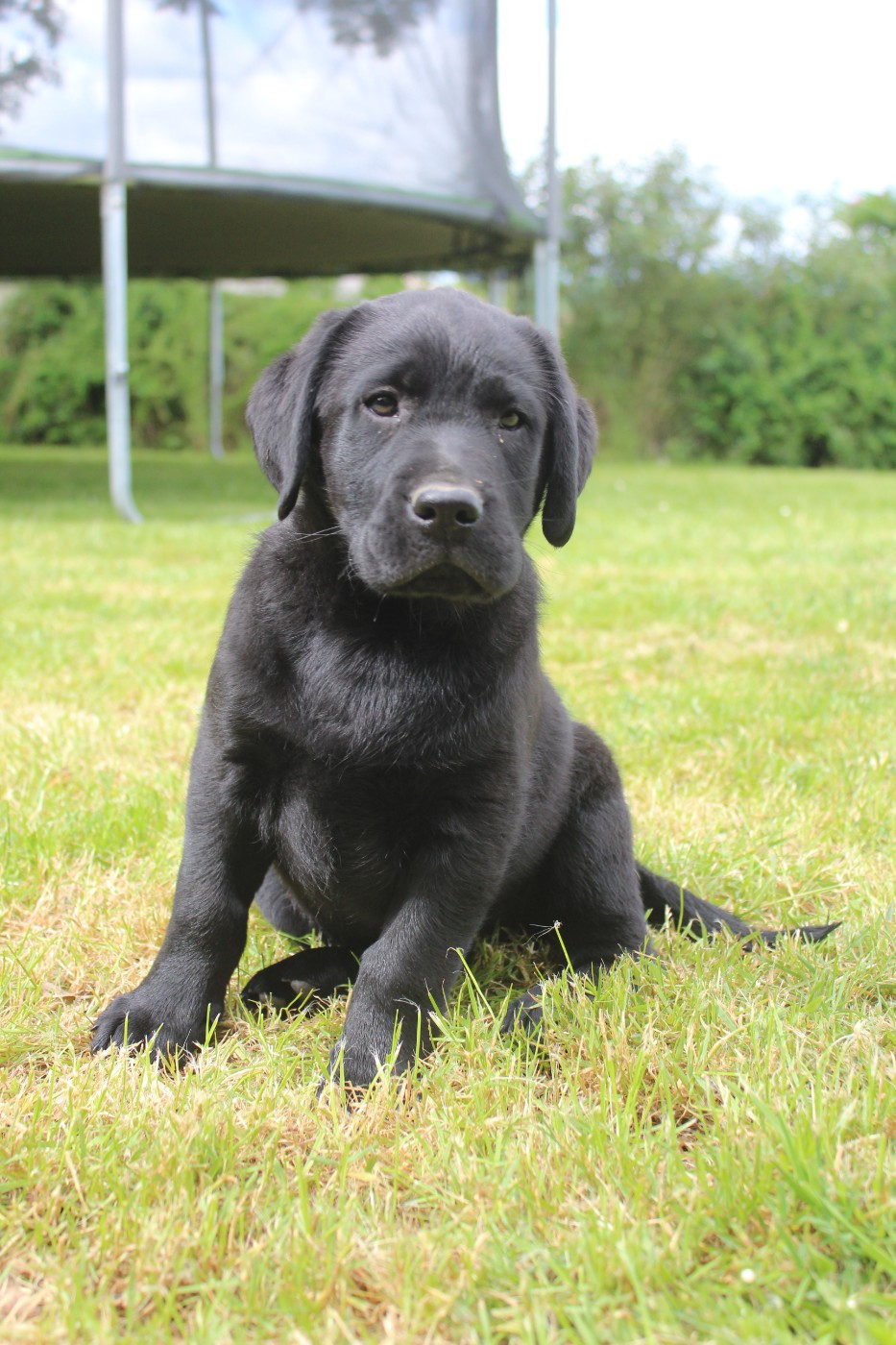 De L'harmonie Du Bonheur - Chiots disponibles - Labrador Retriever