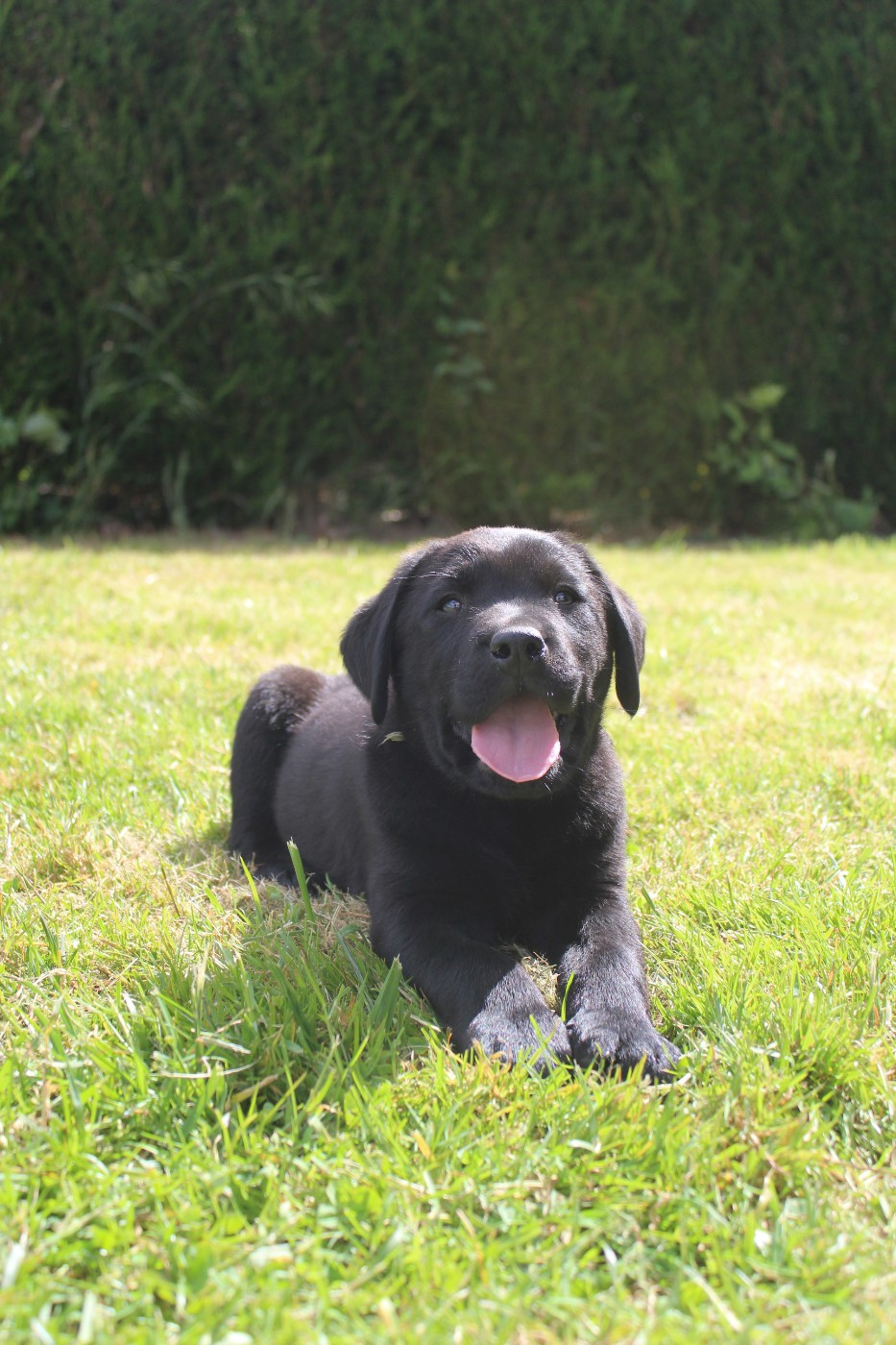 De L'harmonie Du Bonheur - Chiots disponibles - Labrador Retriever
