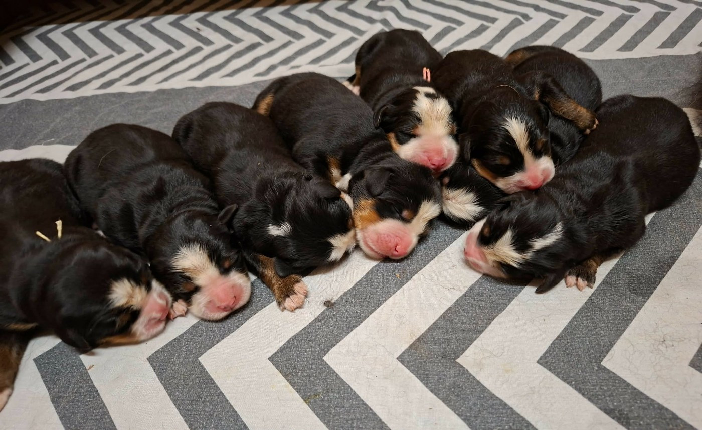 De L'harmonie Du Bonheur - Chiots disponibles - Bouvier Bernois
