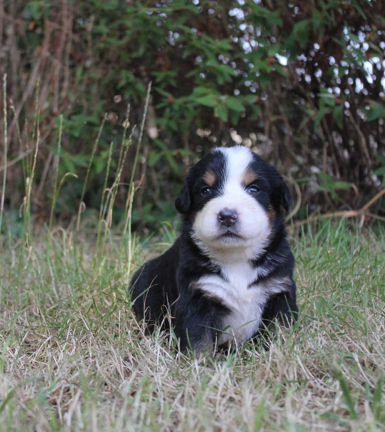 De L'harmonie Du Bonheur - Chiots disponibles - Bouvier Bernois
