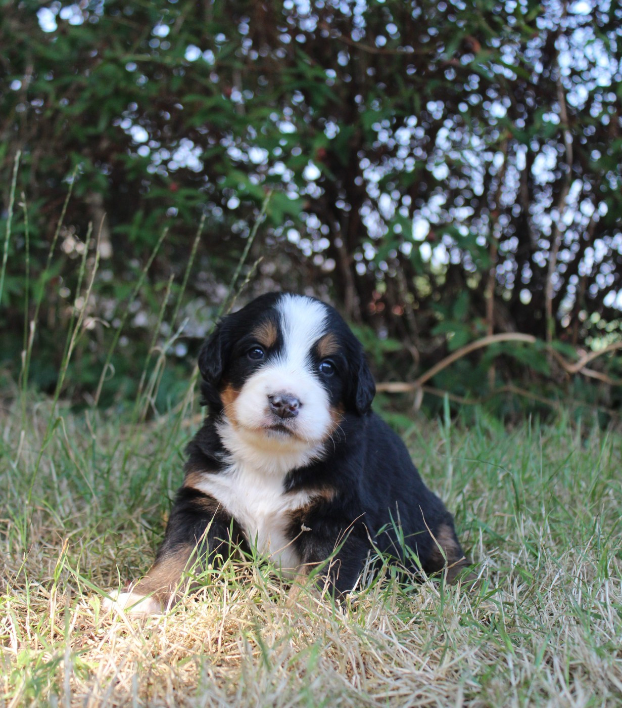 De L'harmonie Du Bonheur - Chiots disponibles - Bouvier Bernois