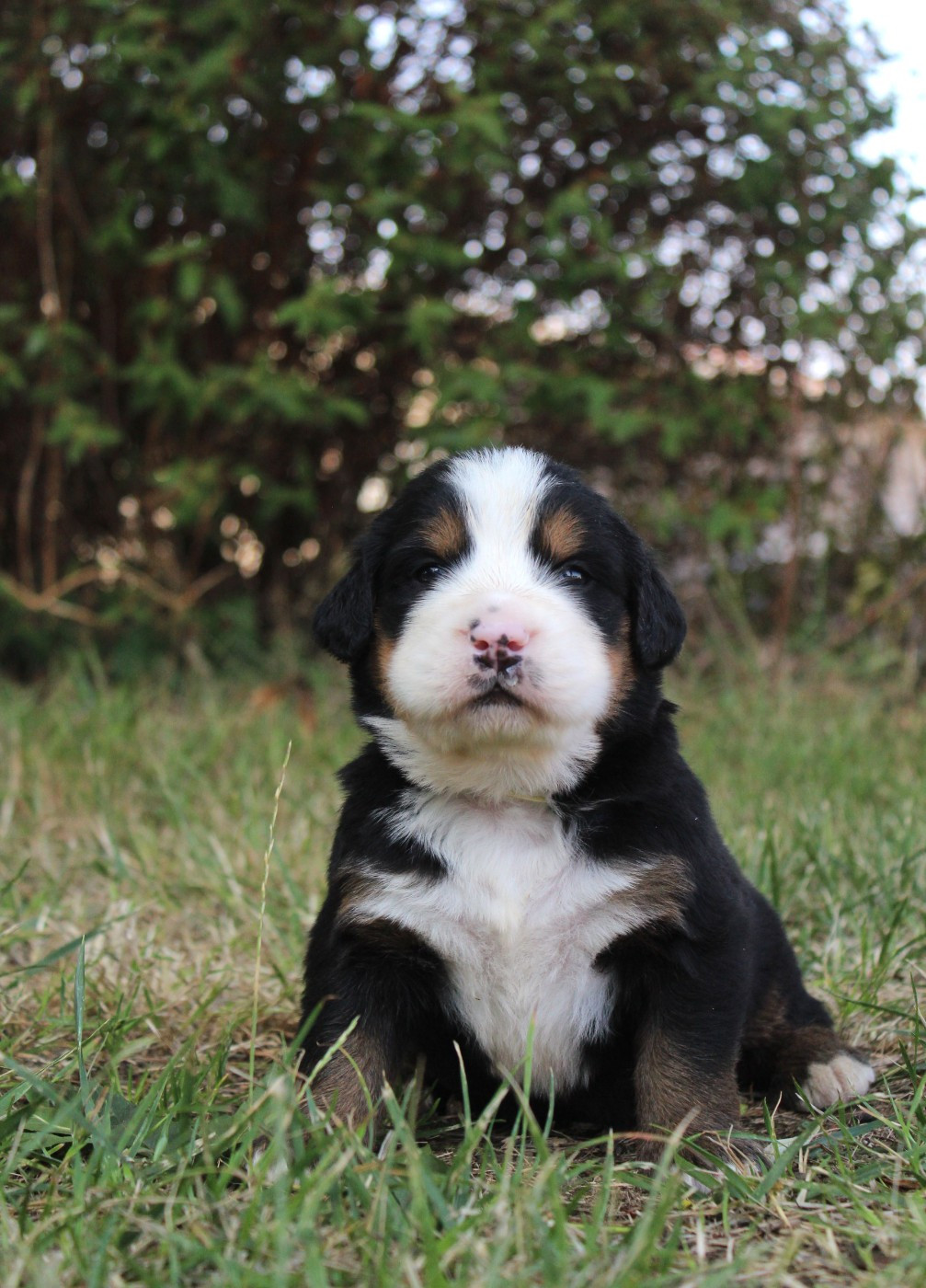 De L'harmonie Du Bonheur - Chiots disponibles - Bouvier Bernois