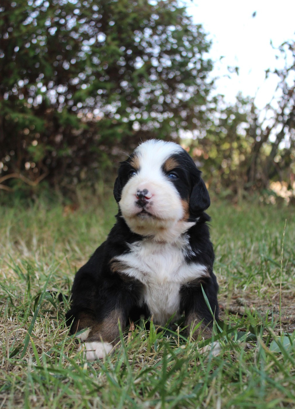 De L'harmonie Du Bonheur - Chiots disponibles - Bouvier Bernois