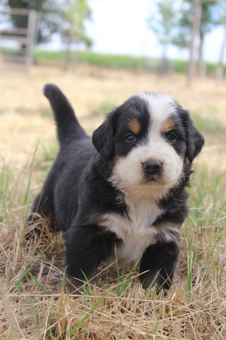 De L'harmonie Du Bonheur - Chiots disponibles - Bouvier Bernois