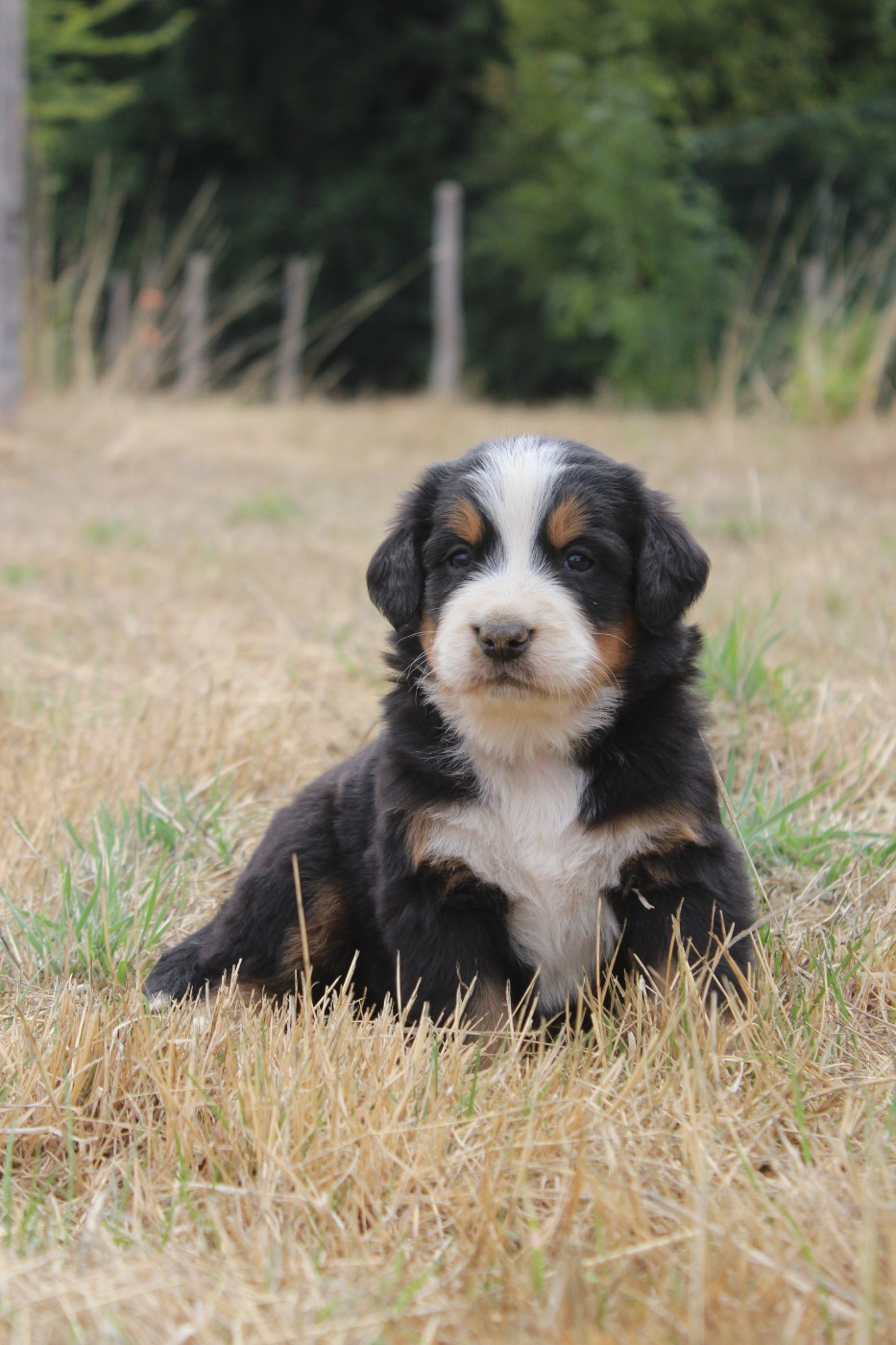 De L'harmonie Du Bonheur - Chiots disponibles - Bouvier Bernois
