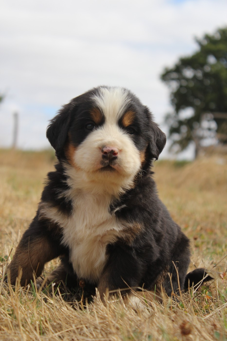 De L'harmonie Du Bonheur - Chiots disponibles - Bouvier Bernois