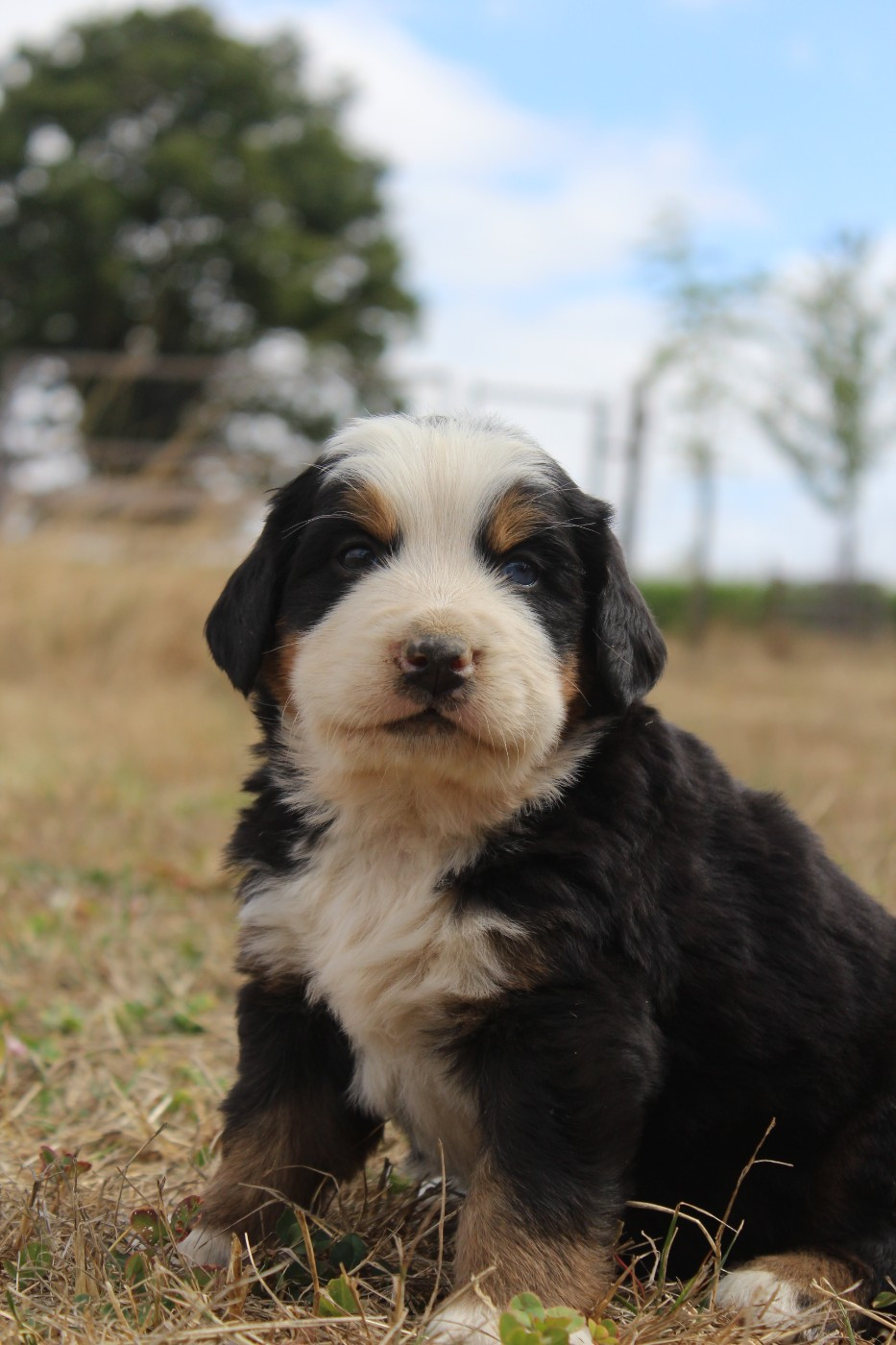 De L'harmonie Du Bonheur - Chiots disponibles - Bouvier Bernois