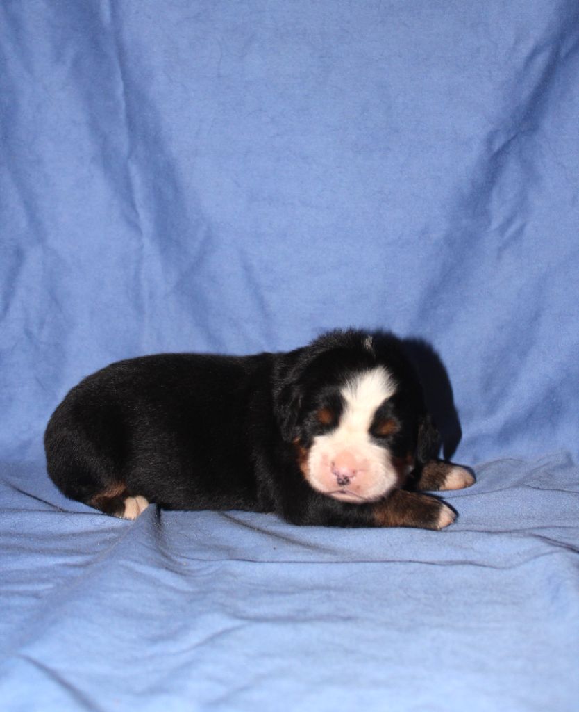 De L'harmonie Du Bonheur - Chiots disponibles - Bouvier Bernois