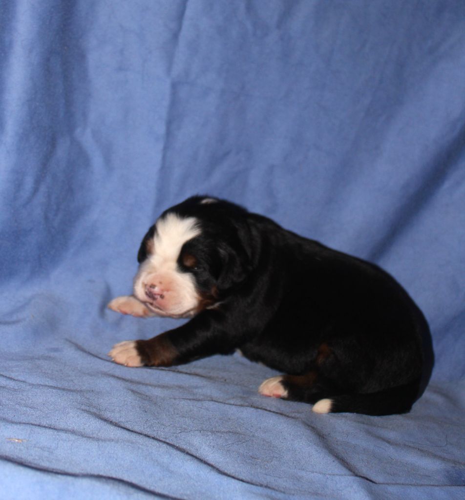 De L'harmonie Du Bonheur - Chiots disponibles - Bouvier Bernois