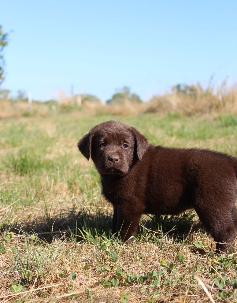 De L'harmonie Du Bonheur - Chiots disponibles - Labrador Retriever