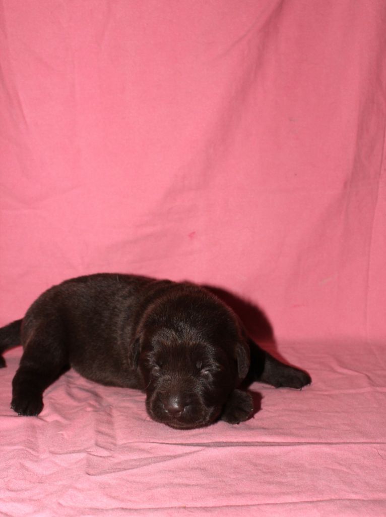De L'harmonie Du Bonheur - Chiots disponibles - Labrador Retriever