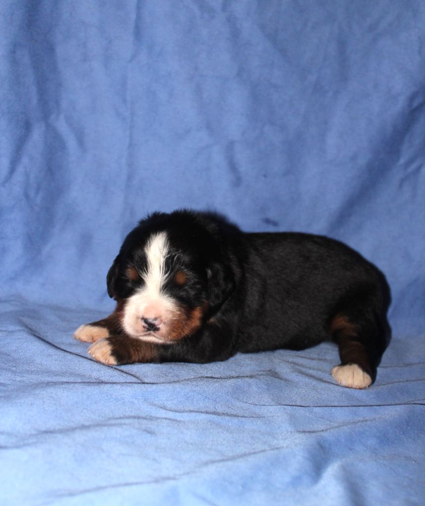 De L'harmonie Du Bonheur - Chiots disponibles - Bouvier Bernois