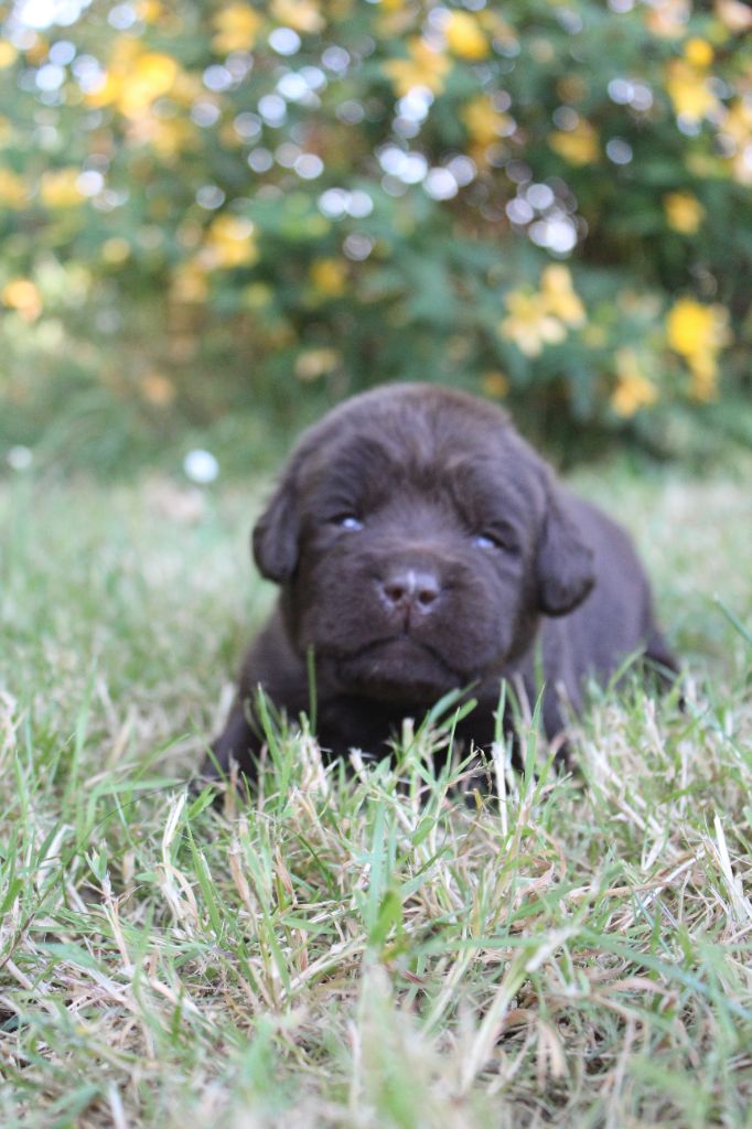 De L'harmonie Du Bonheur - Chiots disponibles - Labrador Retriever