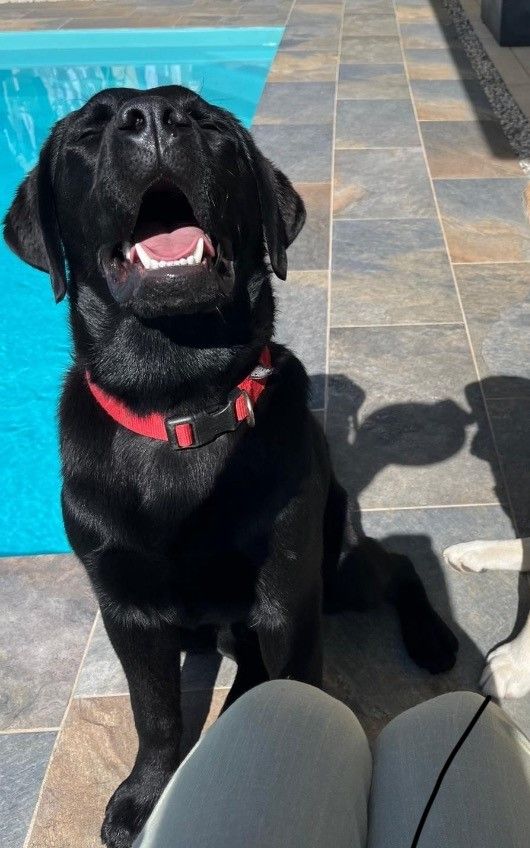 De L'harmonie Du Bonheur - Labrador Retriever - Portée née le 11/08/2023