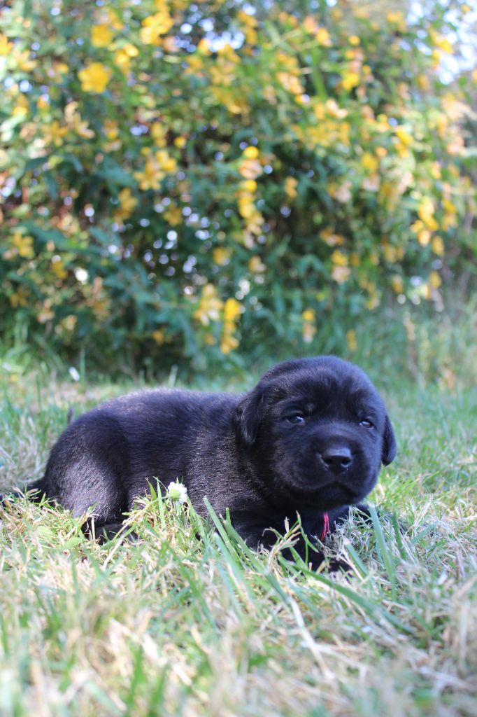 De L'harmonie Du Bonheur - Chiots disponibles - Labrador Retriever