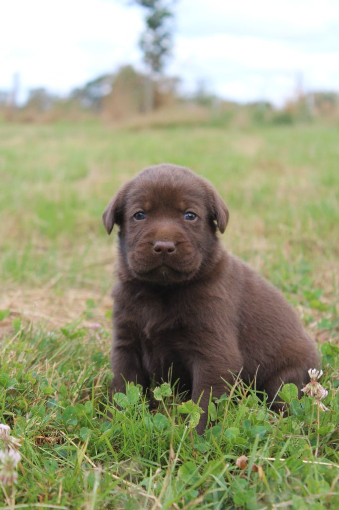 De L'harmonie Du Bonheur - Chiots disponibles - Labrador Retriever