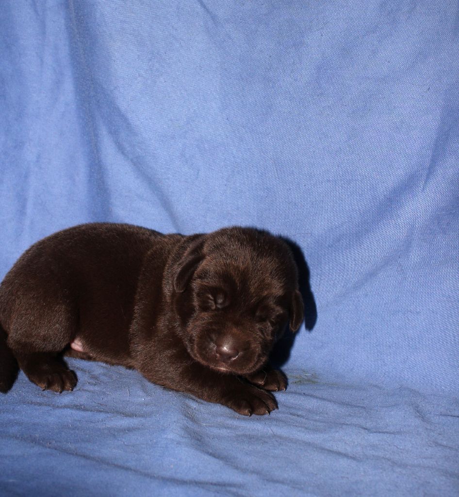 De L'harmonie Du Bonheur - Chiots disponibles - Labrador Retriever