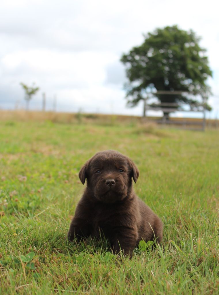 De L'harmonie Du Bonheur - Chiots disponibles - Labrador Retriever