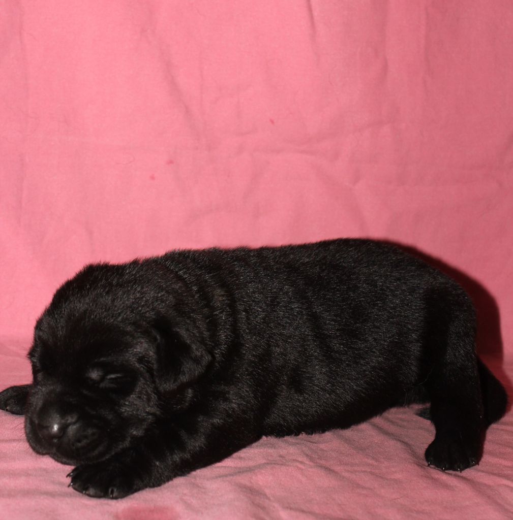 De L'harmonie Du Bonheur - Chiots disponibles - Labrador Retriever