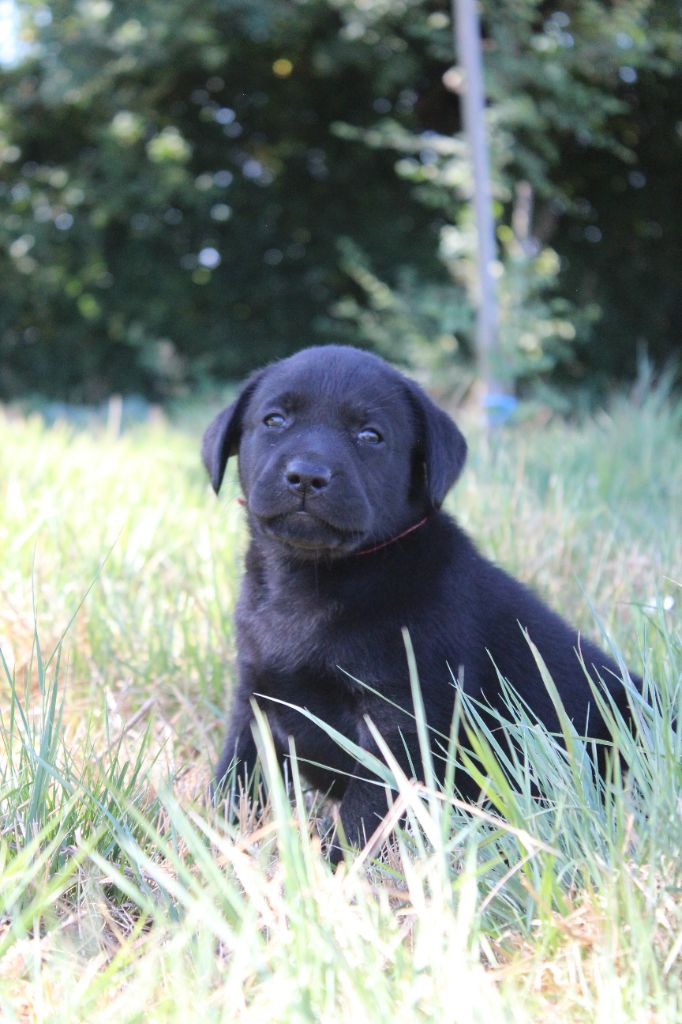 De L'harmonie Du Bonheur - Chiots disponibles - Labrador Retriever