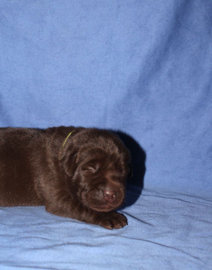 De L'harmonie Du Bonheur - Chiots disponibles - Labrador Retriever