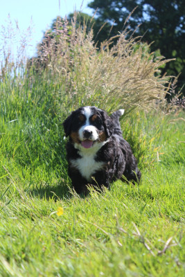 Baloo