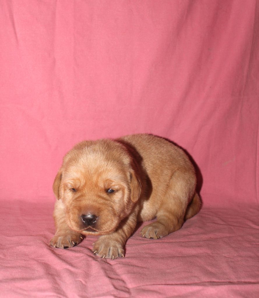 De L'harmonie Du Bonheur - Chiots disponibles - Labrador Retriever