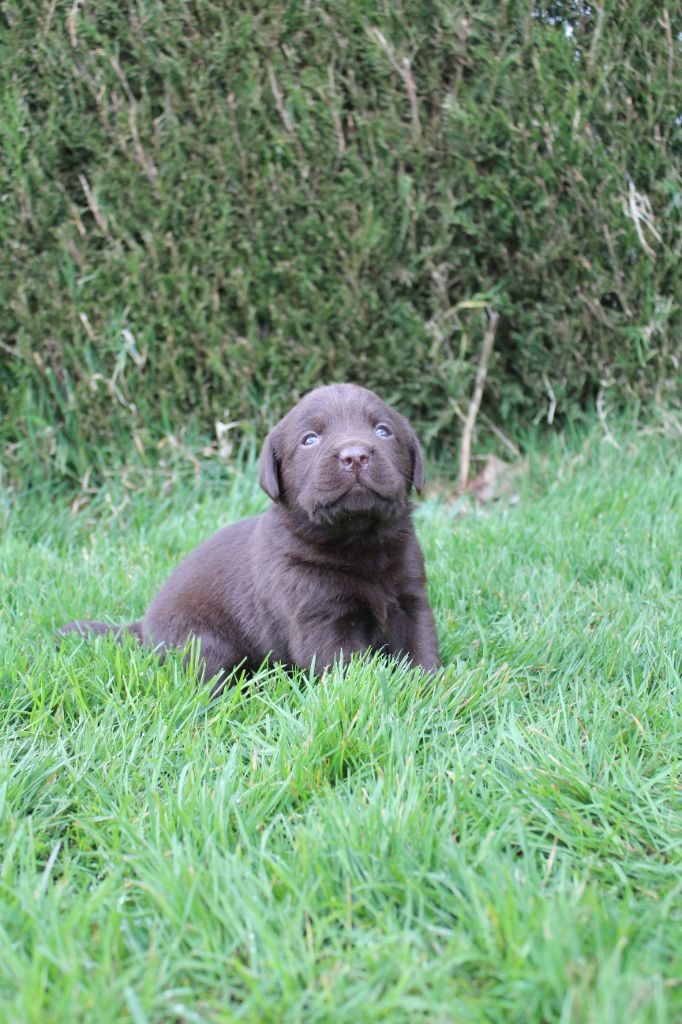 De L'harmonie Du Bonheur - Chiots disponibles - Labrador Retriever