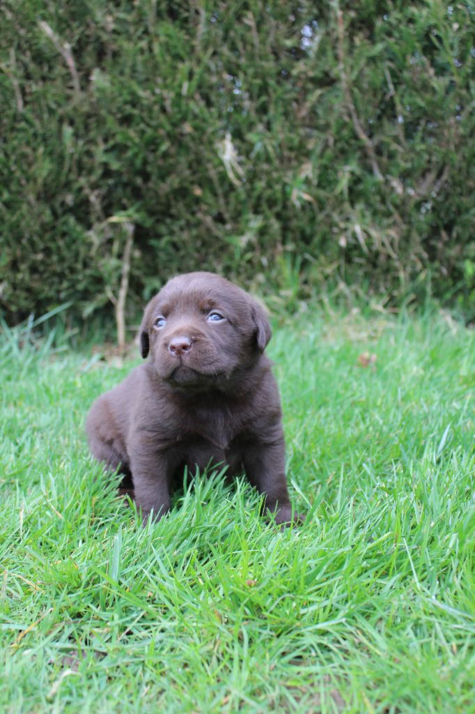 De L'harmonie Du Bonheur - Chiots disponibles - Labrador Retriever