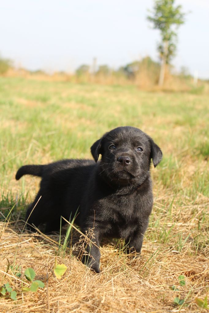 De L'harmonie Du Bonheur - Chiots disponibles - Labrador Retriever