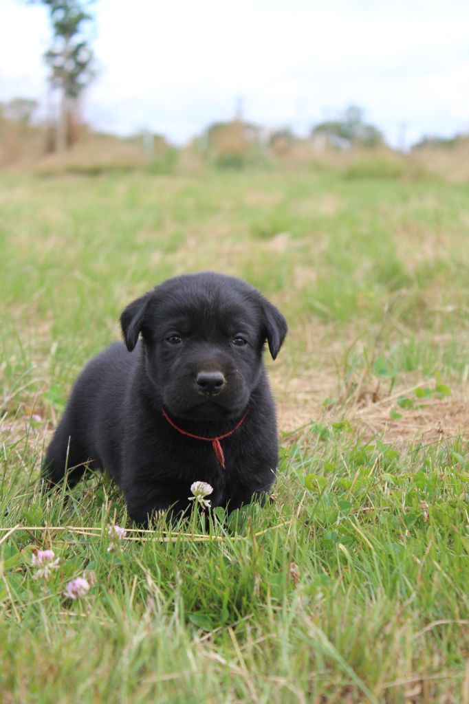 De L'harmonie Du Bonheur - Chiots disponibles - Labrador Retriever