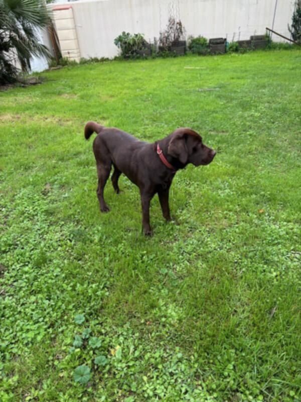 De L'harmonie Du Bonheur - Labrador Retriever - Portée née le 09/10/2023