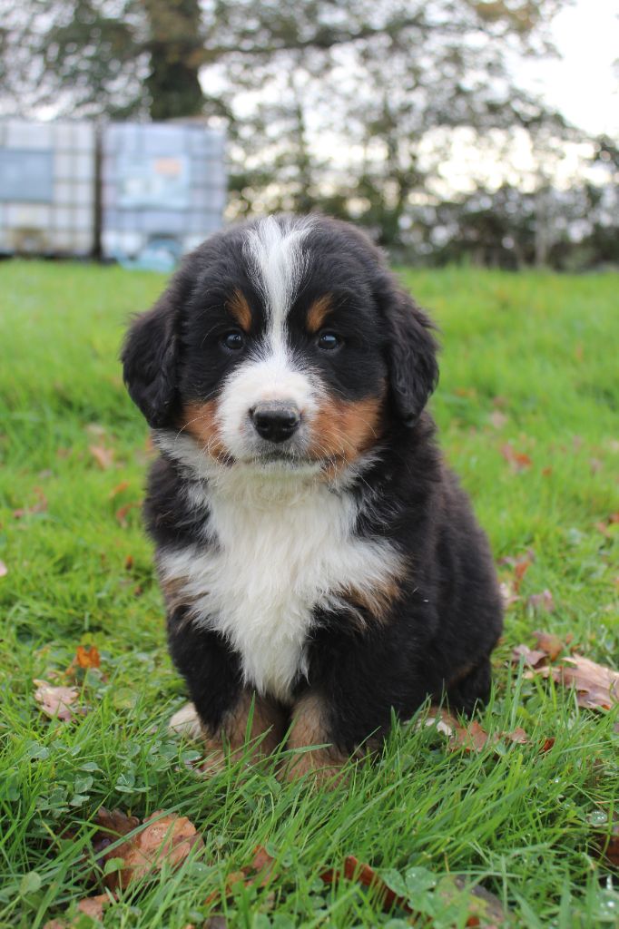 De L'harmonie Du Bonheur - Bouvier Bernois - Portée née le 30/09/2025